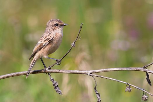 Whinchat  sits on a dry branch burdock