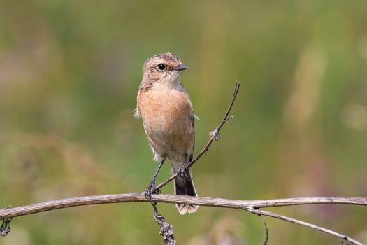 Whinchat  sits on a dry branch burdock