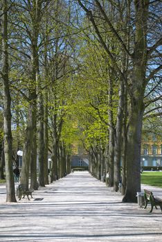 Early spring in the center of Bonn, Germany