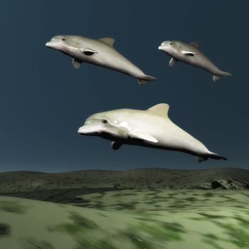 School of Dolphins