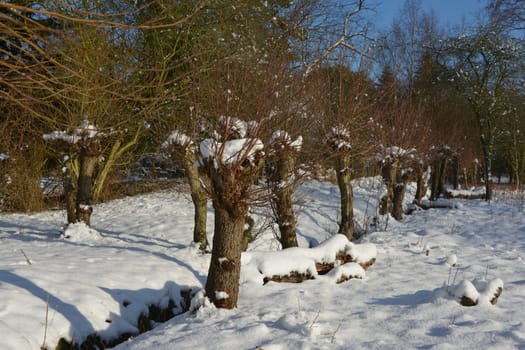winter landscape with snow and pollard willow near the water