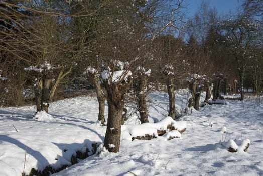 winter landscape with snow and pollard willow near the water