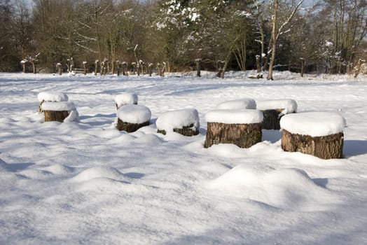wood and snow in the forest