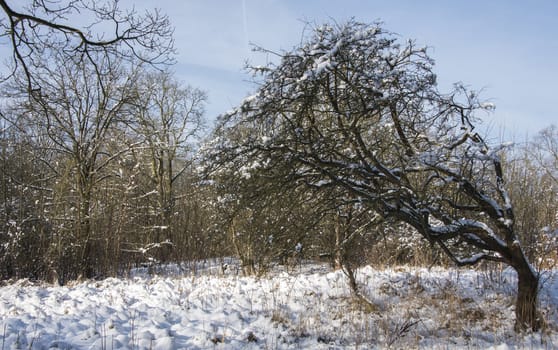 winter landscape with snow in the forest