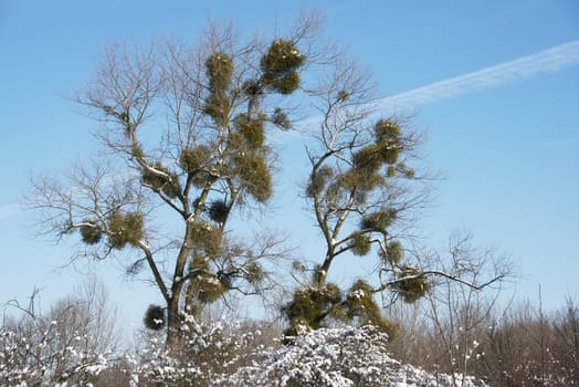 birds nests in the winter forest