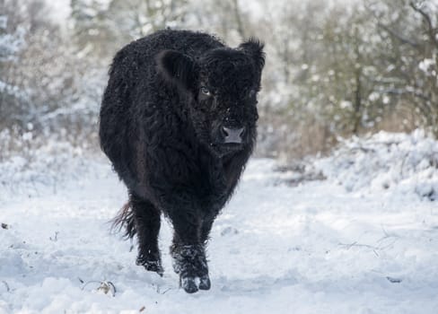 black galloway in winter landscape with snow in the forest