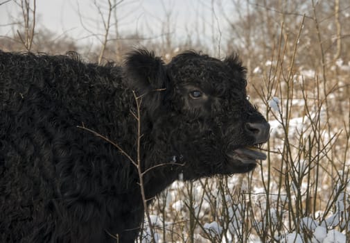 black galloway in winter landscape with snow in the forest