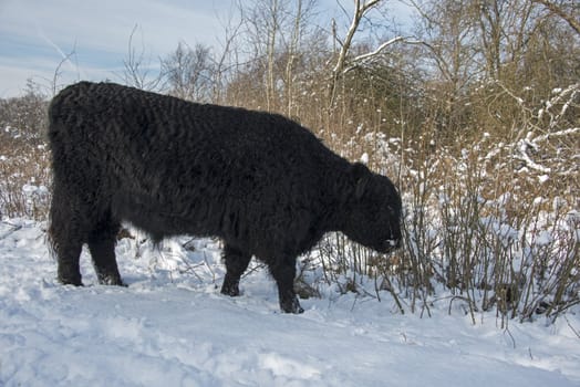 black galloway in winter landscape with snow in the forest