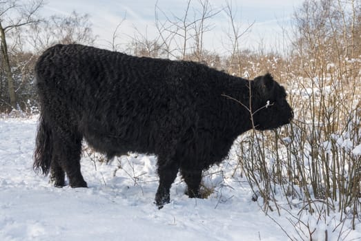 black galloway in winter landscape with snow in the forest