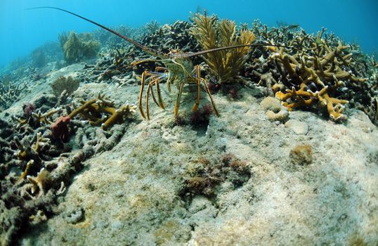 Close up image of a Spiny lobster in its natural habitat in ocean 