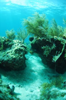 A beautiful underwater reef seascape in the ocean with gorgonian plants
