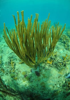 coral reef in Atlantic ocean with marine life
