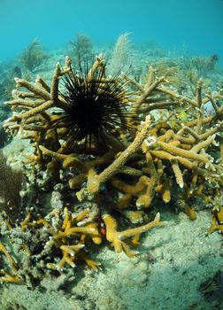 Black sea urchin in its natural habitat underwater in ocean