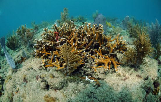 A seascape of staghorn coral, sea fans and tropical fish