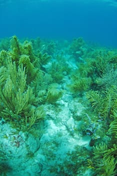 An underwater seascape of blue water and gargonia plants