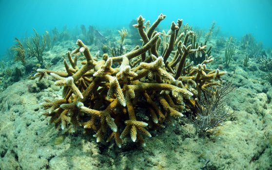 A beautiful underwater seascape of staghorn coral in the Atlantic Ocean