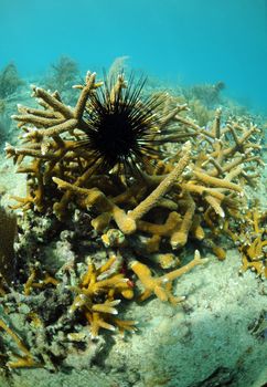 sea urchin in natural habitat with staghorn coral in beautiful seascape