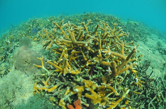 coral reef in Atlantic Ocean with a close up view of staghorn coral