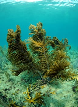 Coral reef with gorgonians and sea fans in beautiful scenic underwater seascape