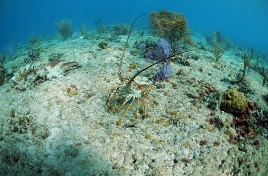lobster on the ocean floor in its natural habitat with gorgonians in background