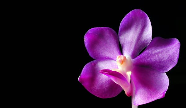 
Beautiful purple orchid flower on black background