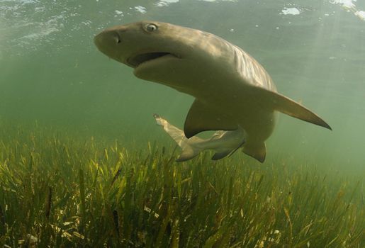 Lemon shark swimming in its natural habitat off the coast of the Florida Keys