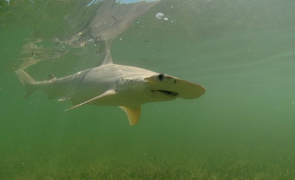 Bonnethead shark swimming in ocean in natural habitat