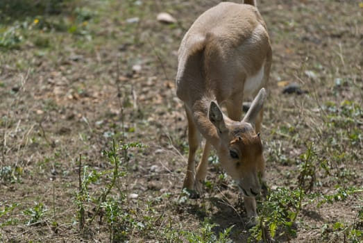 Little blackbuck, (Antilope cervicapra), antelope species native to the Indian Subcontinent