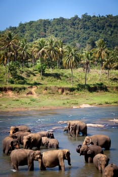 Elephants Bathing in River, Central Sri Lanka