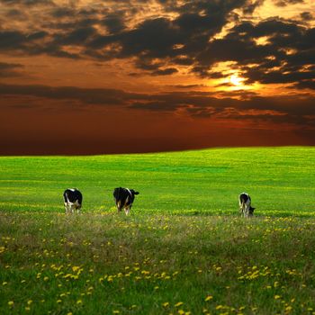 cow on green dandelion field under sunset sky