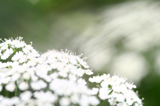 summer flower on green natural background