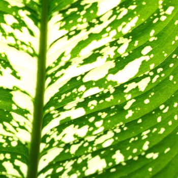 green leaf macro close up