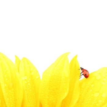 ladybug on sunflower isolated white background