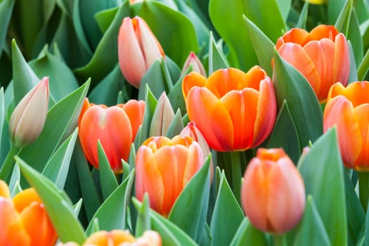 beautiful spring flowers in garden, Thailand.