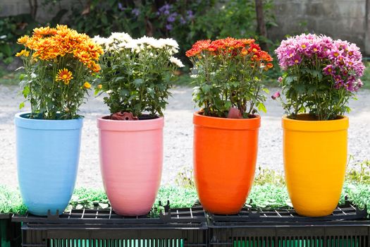 Flower and clay pot  in the garden.