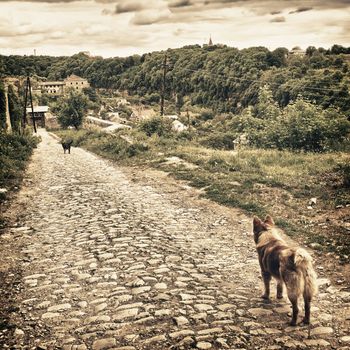 two mongrel dogs stay on old road