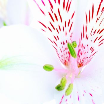 single white lily petals and pistil, closeup