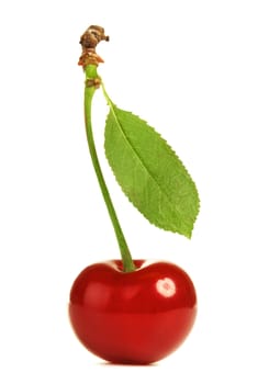 fresh cherry with stem isolated on white
