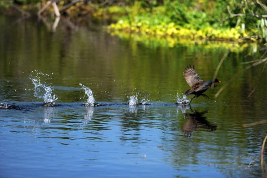 American Purple Gallinule bird landing in water in natural habitat