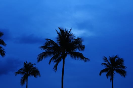 Tropical Palm trees against blue sky with clouds