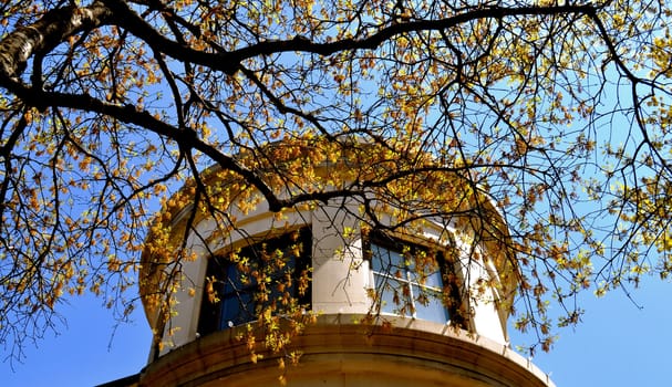 Georgetown Texas architecture and tree