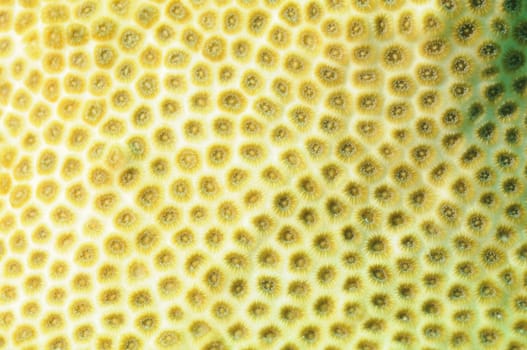 Close up yellow Coral texture for abstract background 