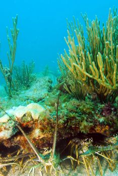 Lobsters in their natural habitat in tropical ocean