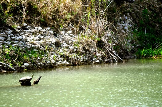 Turtle paddles above water