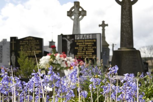 old ancient Celtic graveyard with unmarked gravestones and bluebell flowers in foreground