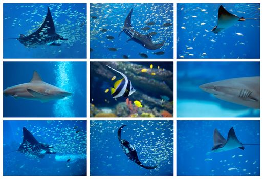 Collage of the colorful underwater life in Asia