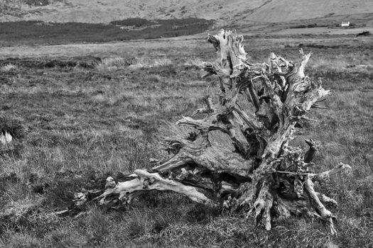 large clump of bogoak in a Irish county Kerry bog in black and white