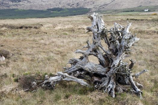 large clump of bogoak in a Irish county Kerry bog
