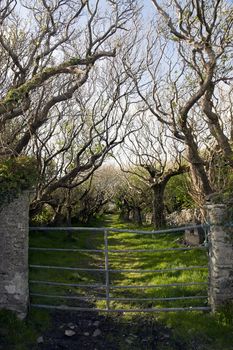 entrance to a tree lined grass path in the county Kerry Irish countryside