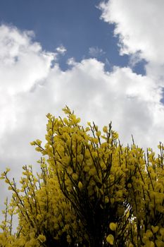 a common Irish yellow furze bush on a cloudy spring day